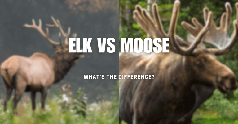 Elk vs Moose | What’s the Difference?