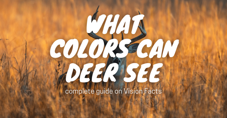 What Colors Can Deer See | complete guide Deer Vision Facts